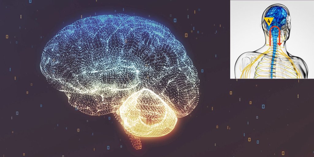 Suprasegmental centres and cortical sensory-motor integration